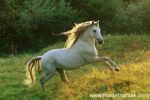 تعرف بالصور على أجمل 10 خيول في العالم