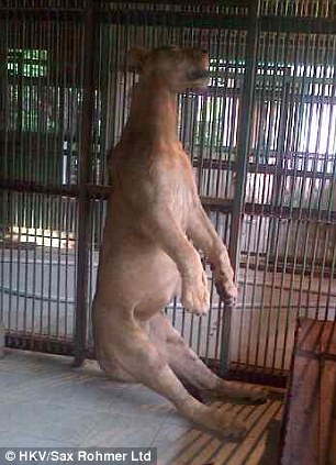 شنق أسد فى حديقة حيوان في أندونيسيا ,, بالصور