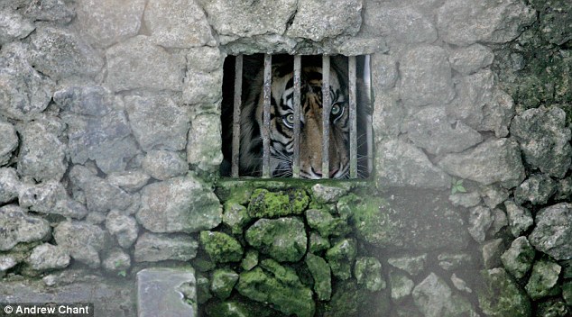 شنق أسد فى حديقة حيوان في أندونيسيا ,, بالصور