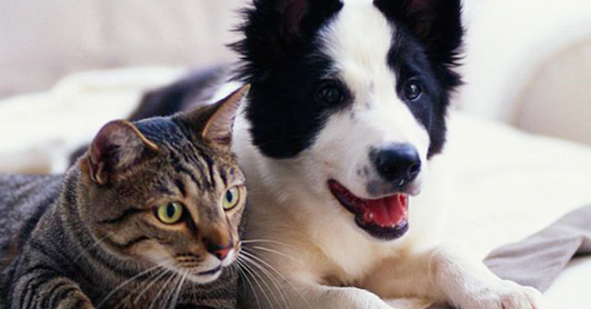 كلب يجتمع بصديقته القطة المعاقة بعد فراق ,, شاهد الفيديو