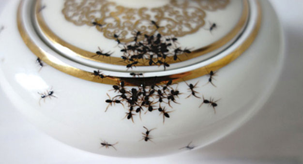 رسام ألمانى يبتكر لوحة فنية برسم النمل والثعابين على فناجين الشاى - بالصور