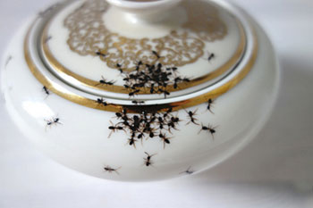 رسام ألمانى يبتكر لوحة فنية برسم النمل والثعابين على فناجين الشاى - بالصور