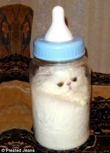 شاهد بالصور حشو القطط في وعاء زجاجي - الجنون فنون