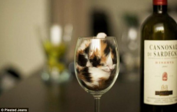 شاهد بالصور حشو القطط في وعاء زجاجي - الجنون فنون