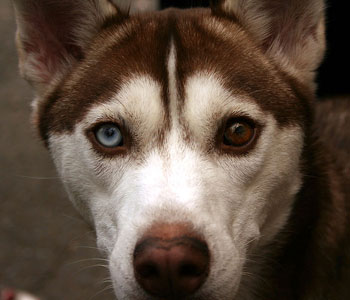 صور عيون كلاب الإسكيمو بألون مختلفة