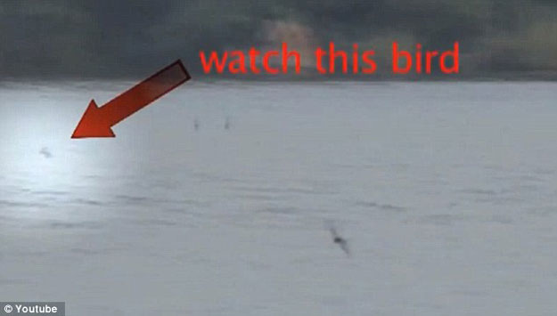 سمكة النمر تقفز من الماء لتلتقط طائر السنونو - صور وفيديو