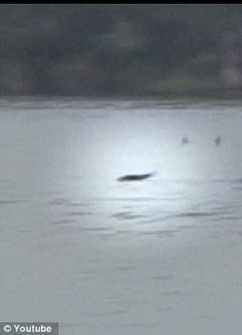 سمكة النمر تقفز من الماء لتلتقط طائر السنونو - صور وفيديو