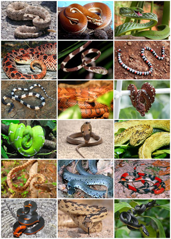 سُم الثعابين يحتوى على مئات الآلاف من البروتينات - صور وفيديو