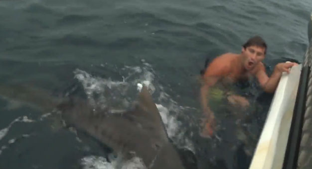 توأمان يسبحان مع أسماك القرش فى أقفاص طيور ,, فيديو