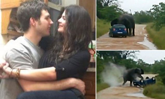 فيل يهاجم سيارة زوار حديقة ويدحرجها بين رجليه - شاهد الفيديو