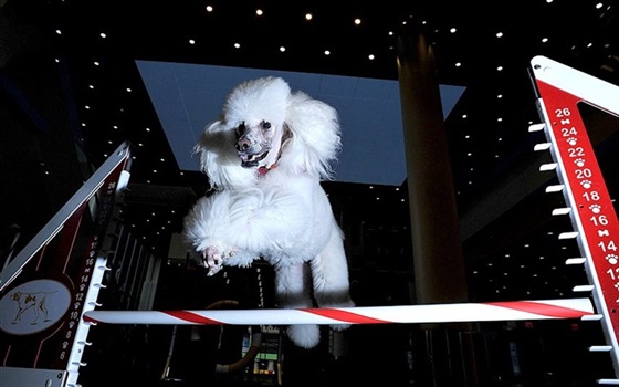 صور معرض ستمنستر الـ 128 للكلاب في نيويورك , صور أجمل انواع الكلاب 2014
