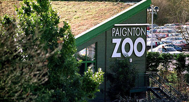 بينتون حديقة حيوان بريطانية تفطم القرود عن الموز - بالصور