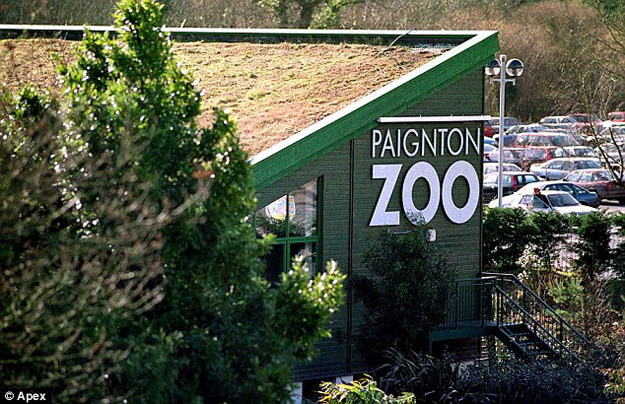 بينتون حديقة حيوان بريطانية تفطم القرود عن الموز - بالصور