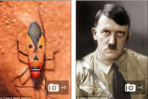 حشرة تشبه شكل هتلر ,, شاهد الصور