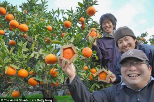 شاهد صور البرتقال في اليابان