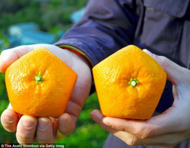 شاهد صور البرتقال في اليابان