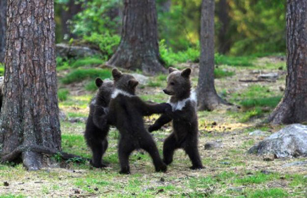 شاهد الدببة وهي ترقص مع بعضها في فنلندا