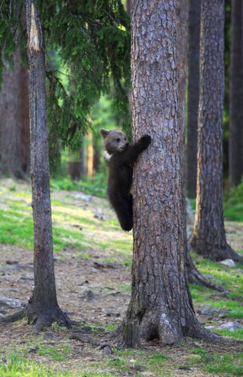 شاهد الدببة وهي ترقص مع بعضها في فنلندا