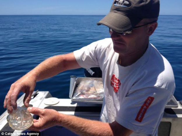 صور سمكة شفافة , بالصور صياد يكتشف سمكة شفافة فى نيوزيلندا