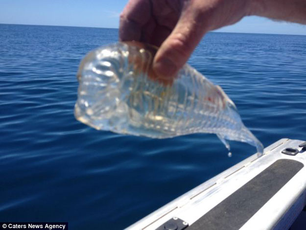 صور سمكة شفافة , بالصور صياد يكتشف سمكة شفافة فى نيوزيلندا