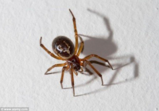 بالصور - لدغة عنكبوت في غرفة نوم امرأة كادت تودي بحياتها