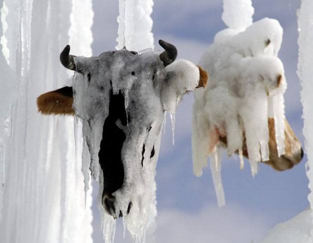صور تماثيل غريبة مصنوعة من رؤوس الأبقار والثلج