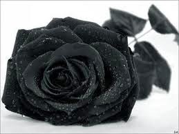 شاهد صور الزهرة السوداء من اندر الزهور في العالم ومعلومات عنها
