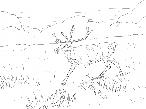 صور رسومات غزلان للتلوين 2014 ، صور لوحات غزلان مرسومة جاهزة للتلوين والطباعة Deers Coloring 2015