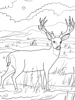 صور رسومات غزلان للتلوين 2014 ، صور لوحات غزلان مرسومة جاهزة للتلوين والطباعة Deers Coloring 2015