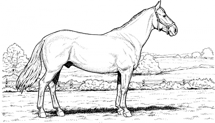 صور تلوين خيول 2014 ، صور رسومات خيول للأطفال جاهزة للتلوين والطباعة Horses Coloring 2015