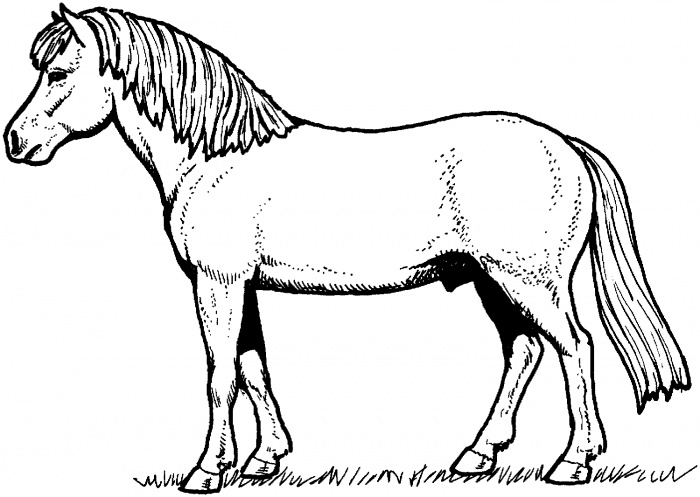 صور تلوين خيول 2014 ، صور رسومات خيول للأطفال جاهزة للتلوين والطباعة Horses Coloring 2015