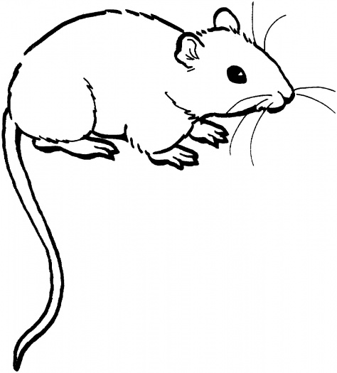 صور تلوين فئران 2014 ، صور رسومات فئران للأطفال جاهزة للتلوين والطباعة Mouses Coloring 2015