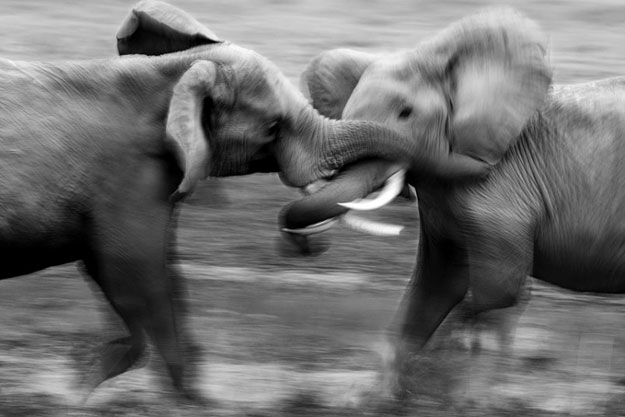 صور رائعة للحياة البرية بإفريقيا بعدسة المصور david gulden