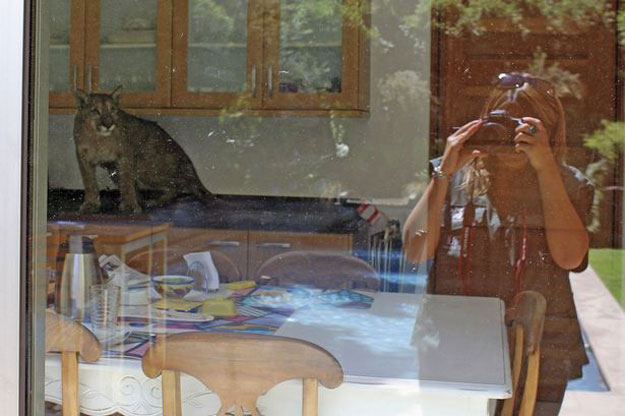 بالصور أسد يقتحم منزل امرأة تشيلية