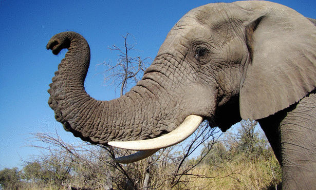 صور فيل 2014 , معلومات عن الفيله 2014 , صور حيوان الفيل 2014