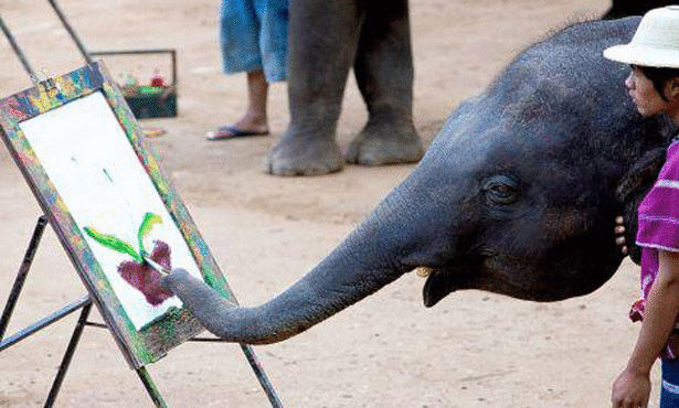 صور فيل 2014 , معلومات عن الفيله 2014 , صور حيوان الفيل 2014