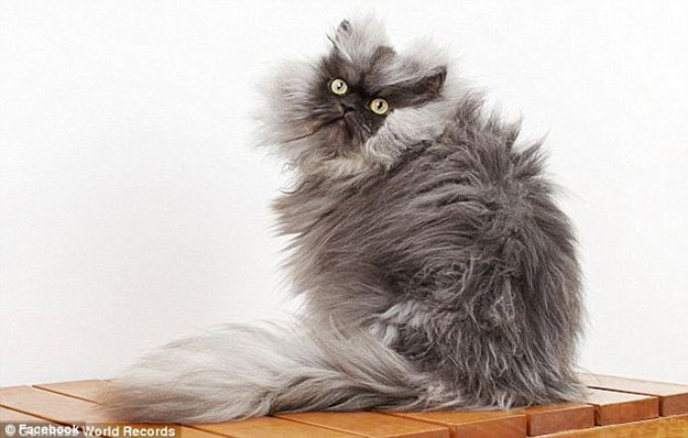 صور القطة Colonel Meow ,, أشهر قطة فى العالم 2014