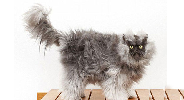 صور القطة Colonel Meow ,, أشهر قطة فى العالم 2014