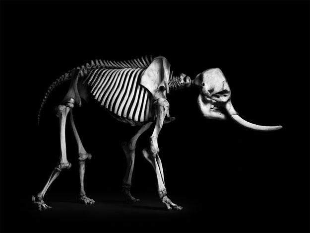 صور هياكل عظمية للحيوانات بالأبيض والأسود في متحف باريس