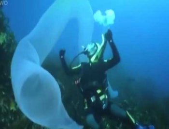 بالفيديو .. اكتشاف كائن بحرى مضىء أسطوانى الشكل في أستراليا
