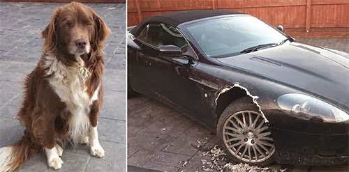 شاهد بالصور ماذا فعلت الكلبة بالسيارة