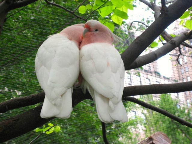 صور عصافير الحب - صور عصافير رومانسية