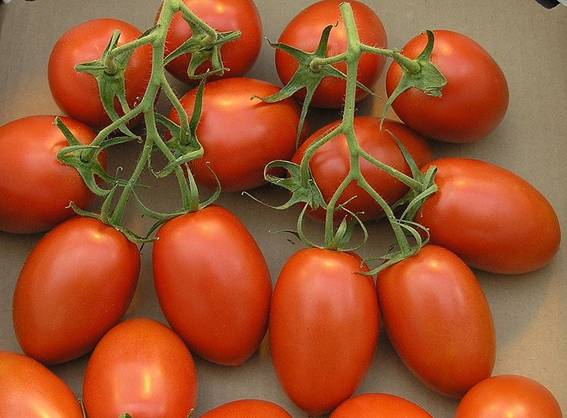 صور اغرب انواع الطماطم في العالم