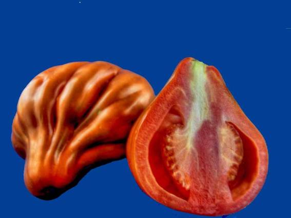 صور اغرب انواع الطماطم في العالم