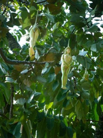 بالصور شجرة ثمارها على شكل نساء , صور شجرة nareepol في تايلاند