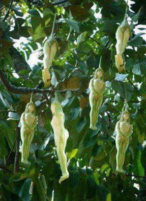 بالصور شجرة ثمارها على شكل نساء , صور شجرة nareepol في تايلاند