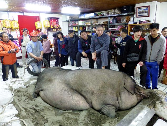 صور أكبر خنزير , صور ذبح أكبر خنزير في تايوان