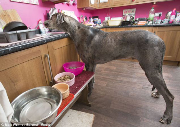 شاهد بالصور والفيديو أطول كلب فى بريطانيا | طوله 7 أقدام