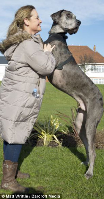 شاهد بالصور والفيديو أطول كلب فى بريطانيا | طوله 7 أقدام