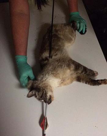 بالصور شاهد كيف تم ازالة السهم من جسد قطة بأمريكا